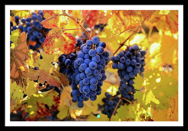 Rich fall colors with grapes by Lynn Hopwood