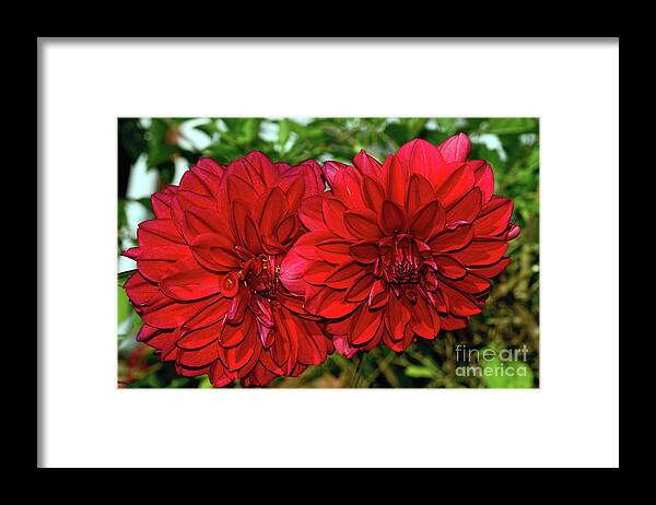 Rich Red Dahlias Framed Print featuring the photograph Rich Red Dahlias by Kaye Menner by Kaye Menner