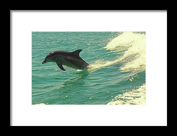 Dolphin Framed Print featuring the photograph Ride the Wave by Cassandra Buckley