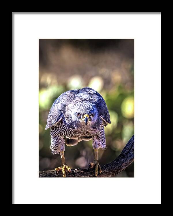 Peregrine Falcon Framed Print featuring the photograph Right At You by Mike Stephens