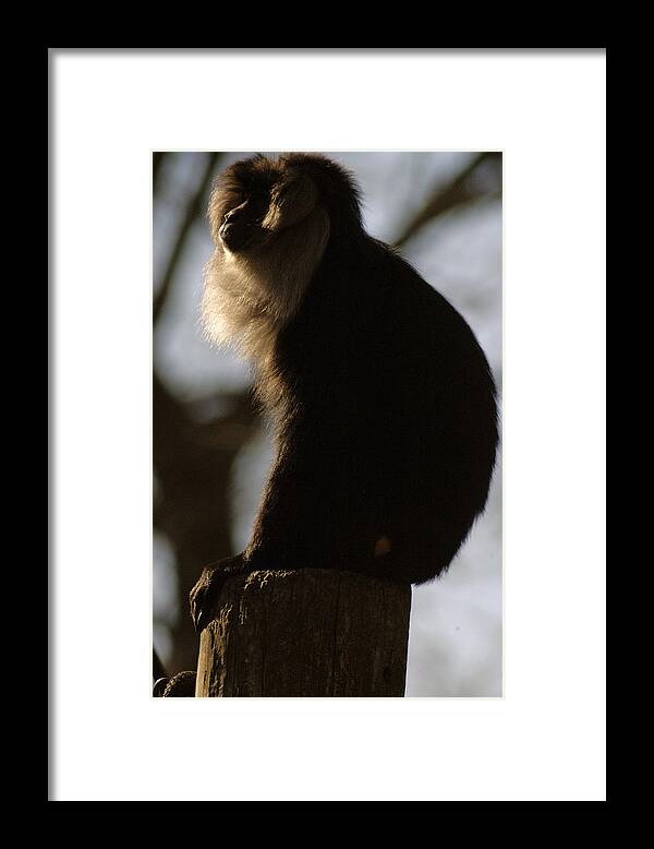 Memphis Zoo Framed Print featuring the photograph Rim Light by DArcy Evans