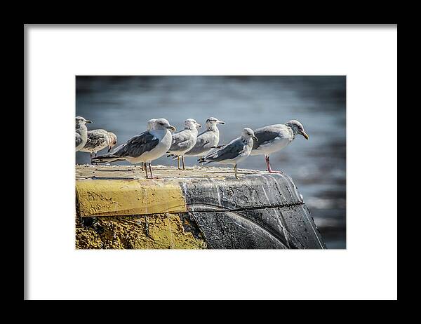 Ring Billed Gulls Framed Print featuring the photograph Ring Billed Gulls by Ray Congrove