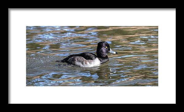 Ring-necked Ducks Framed Print featuring the photograph Ring Neck Duck II by Carol Montoya