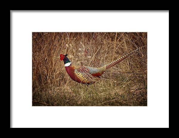 Pheasants Framed Print featuring the photograph Ring Necked Pheasant by Susan Rissi Tregoning