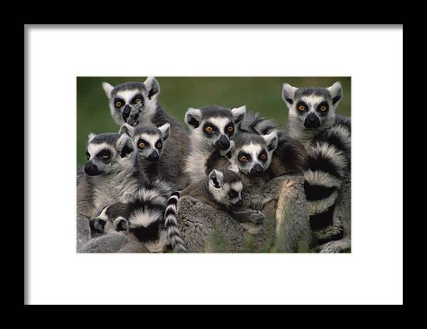 Mp Framed Print featuring the photograph Ring-tailed Lemur Lemur Catta Group by Gerry Ellis