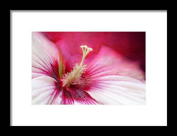 Hibiscus Flower Framed Print featuring the photograph Misty Sunburst by Marina Kojukhova
