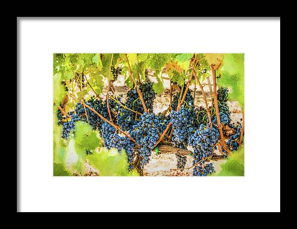 California Framed Print featuring the photograph Ripe Grapes on Vine by David Letts