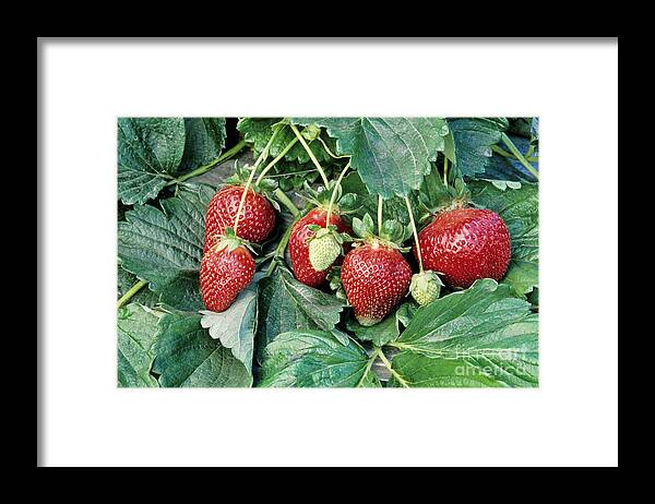 Strawberries Framed Print featuring the photograph Ripe Strawberries by Inga Spence