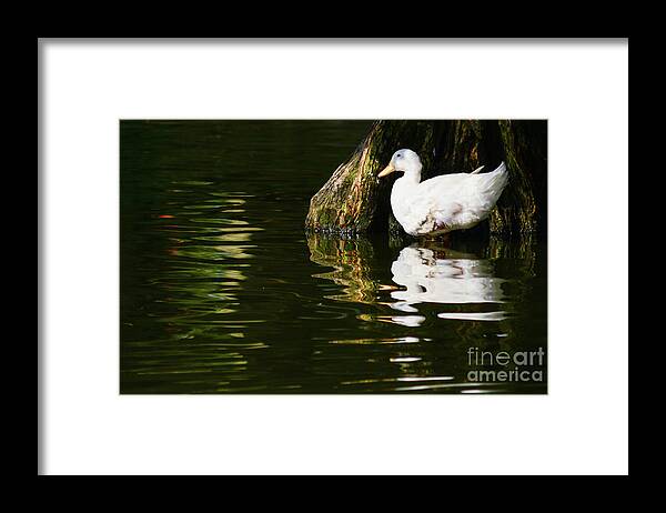 Water Framed Print featuring the photograph Ripples by Barry Bohn