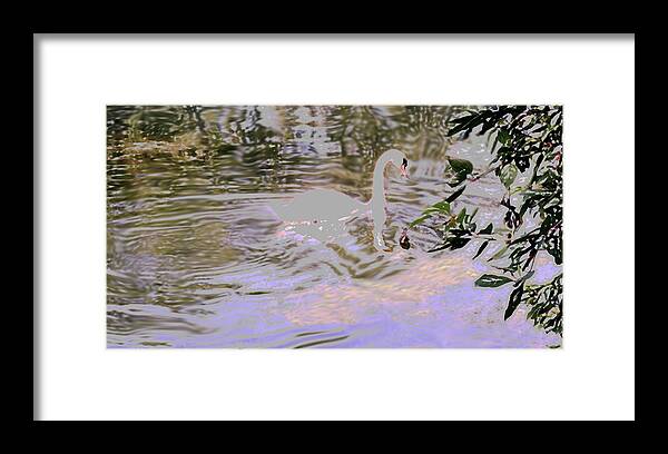 Swan Framed Print featuring the photograph Ripples Subdued by Ian MacDonald