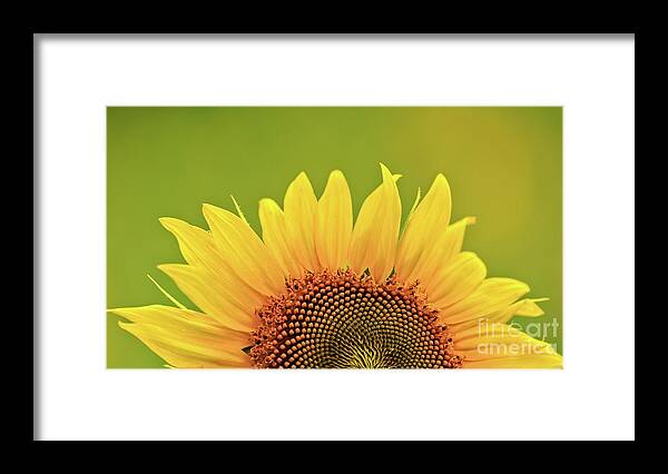 Anderson Sunflower Farm Framed Print featuring the photograph Rise And Shine by Doug Sturgess