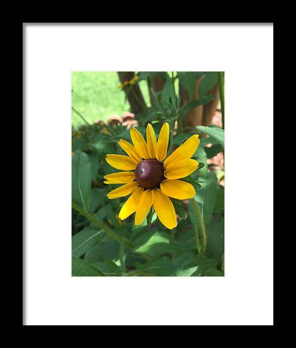 Sunflower Framed Print featuring the photograph Rise and Shine by Pamela Henry