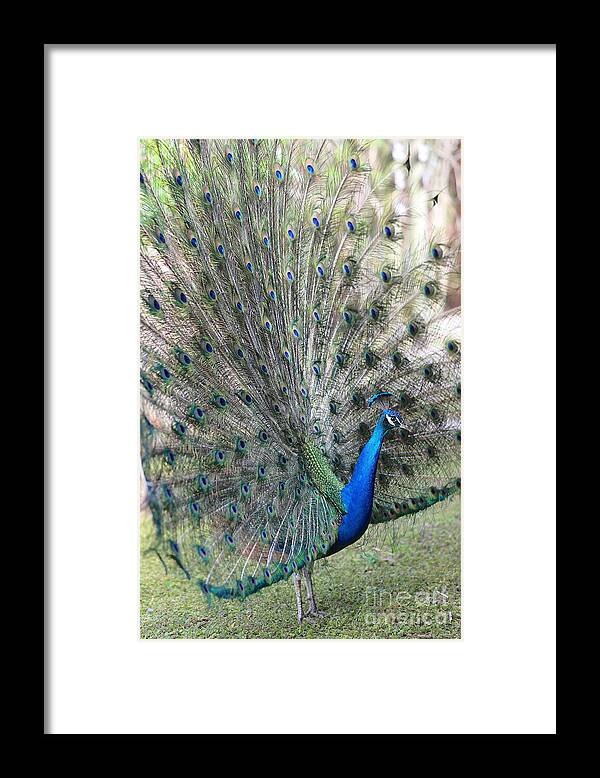 Peacock Framed Print featuring the photograph Rise and Shine Peacock by Carol Groenen