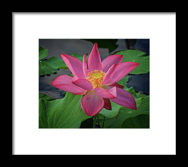 Lotus Framed Print featuring the photograph Rising from the Pond by Robert Pilkington