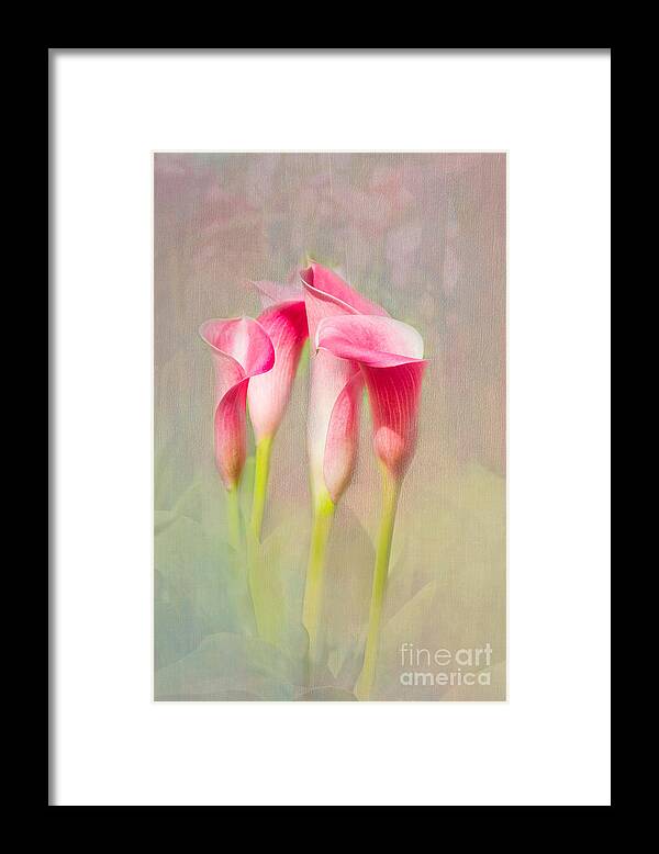 Calla Framed Print featuring the photograph Rising Up by Marilyn Cornwell