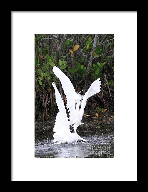 Rival Pair Framed Print featuring the photograph Rival Pair by Jennifer Robin