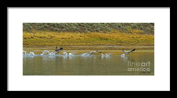 Canada Goose Framed Print featuring the photograph River Takeoff-Signed-#1032 by J L Woody Wooden