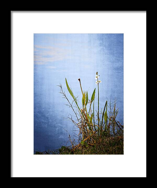 Wildflower Framed Print featuring the photograph Riverbank Beauty by Carolyn Marshall