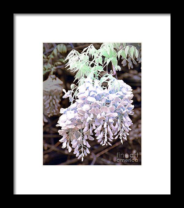 Wisteria Framed Print featuring the photograph Riverside Wysteria by Stephanie Petter Garrett