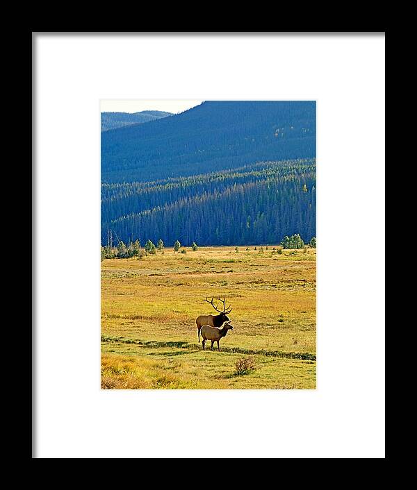 Elk Pair Framed Print featuring the photograph RMNP Plains in Autumn by Robert Meyers-Lussier