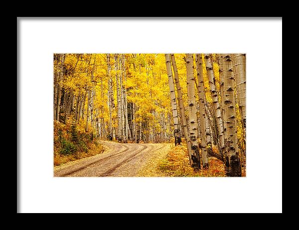 Aspens Framed Print featuring the photograph Road to Gold by Elin Skov Vaeth