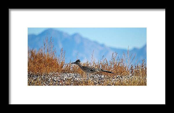 Roadrunner Framed Print featuring the photograph Roadrunner On The Run by Barbara Chichester