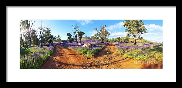 Salvation Jane Pattersons Curse Willow Springs Station Flinders Ranges Wild Flowers Fork In The Road Dirt Trakcs Ausralia South Australian Landscape Landscapes Pano Panorama Panoramic Framed Print featuring the photograph Roads to Salvation Jane by Bill Robinson
