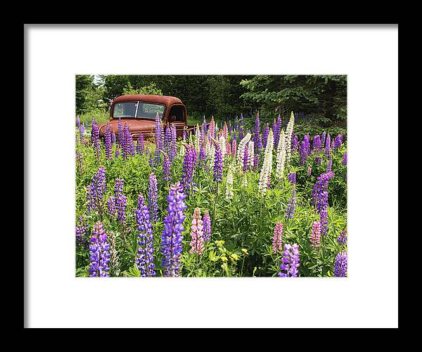 Lupines Framed Print featuring the photograph Roadside Attraction by Holly Ross
