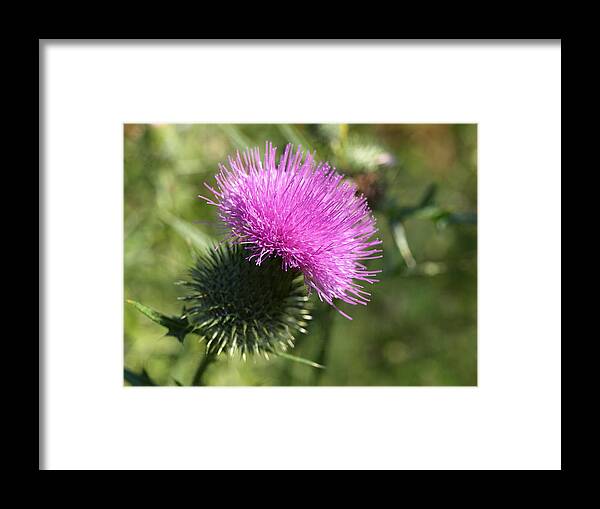 Scotland Framed Print featuring the photograph Roadside Thistle - 1 by Jeffrey Peterson