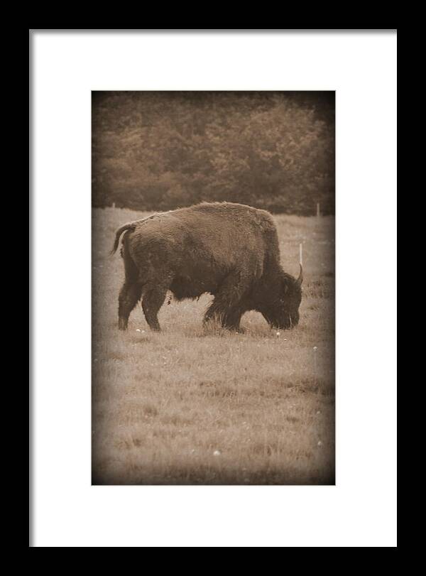  Framed Print featuring the photograph Roaming Bison by Kimberly Woyak
