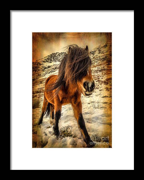 Nant Ffrancon Framed Print featuring the photograph Roaming Free by Adrian Evans