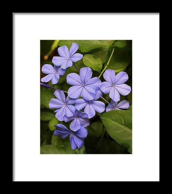 Nature Framed Print featuring the photograph Lavender Splendor by Bruce Bley
