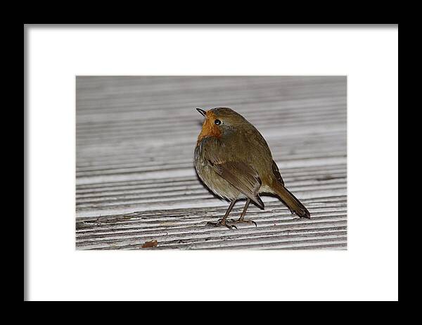 Robin Framed Print featuring the photograph Robin At Deli Door by Adrian Wale