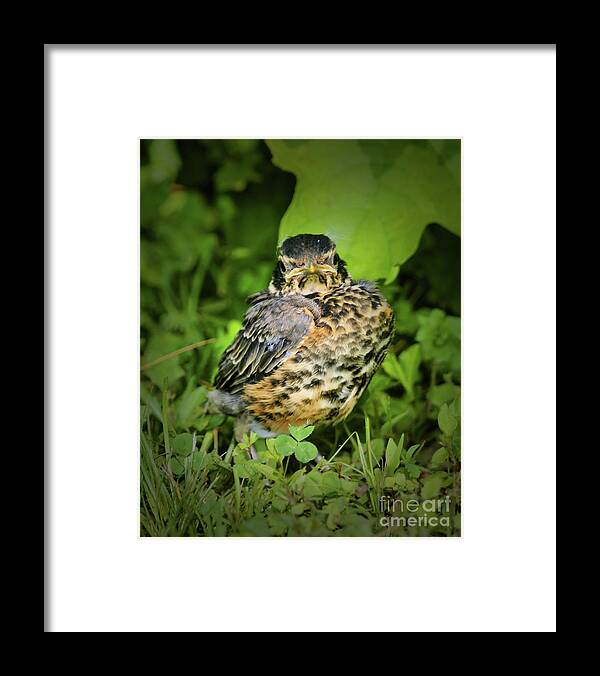 Robin Framed Print featuring the photograph Robin Fledgling by Smilin Eyes Treasures