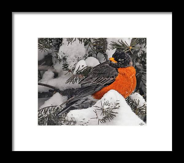 Robin Framed Print featuring the photograph Robin in March Snowstorm in Michigan by Peg Runyan