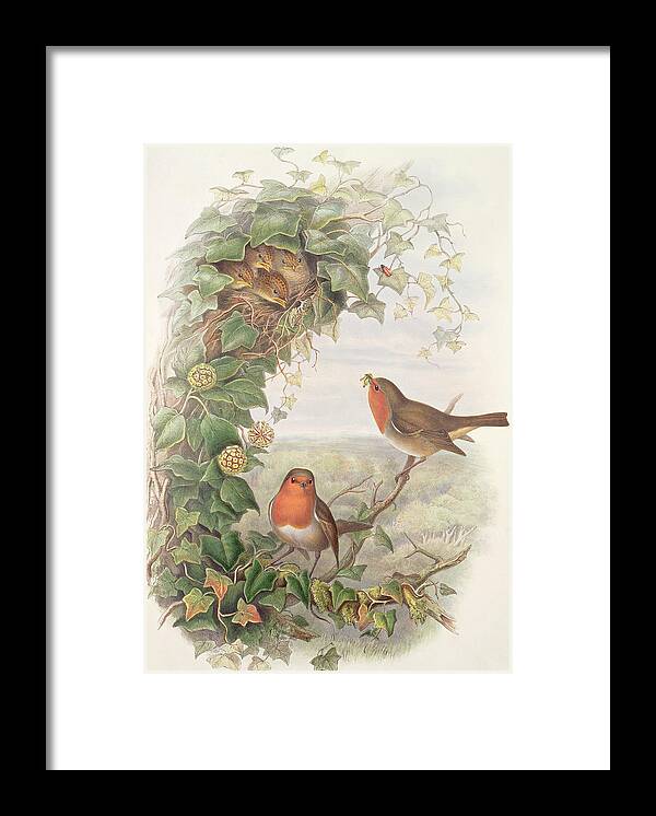 Robin Framed Print featuring the painting Robin by John Gould