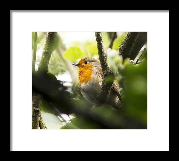 Robin Framed Print featuring the photograph Robin Redbreast by Steven Poulton