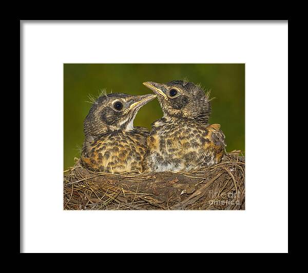 Bird Framed Print featuring the photograph Robins Growing Out of Nest by Jerry Fornarotto