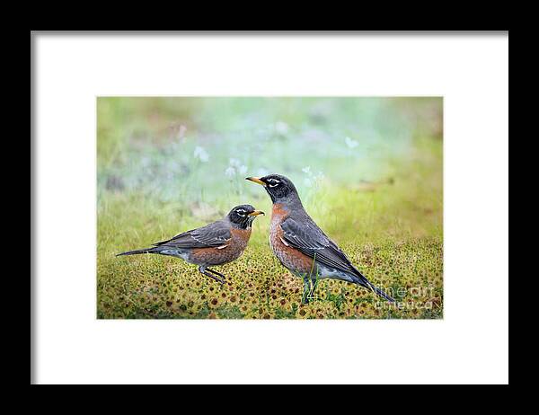 American Robins Framed Print featuring the photograph Robins, Heralds of Spring by Bonnie Barry
