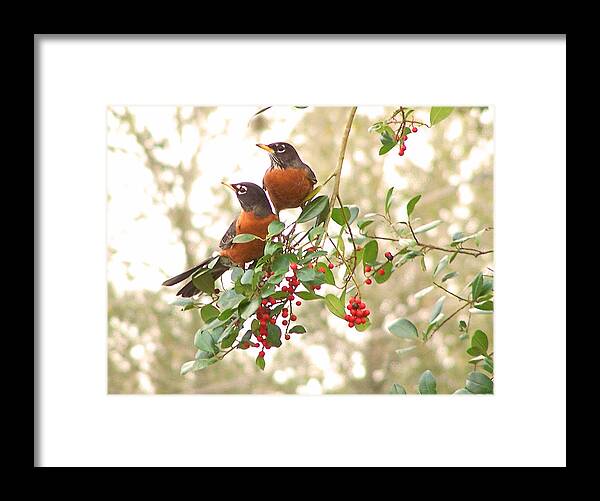 Nature Framed Print featuring the photograph Robins in Holly by Peggy Urban