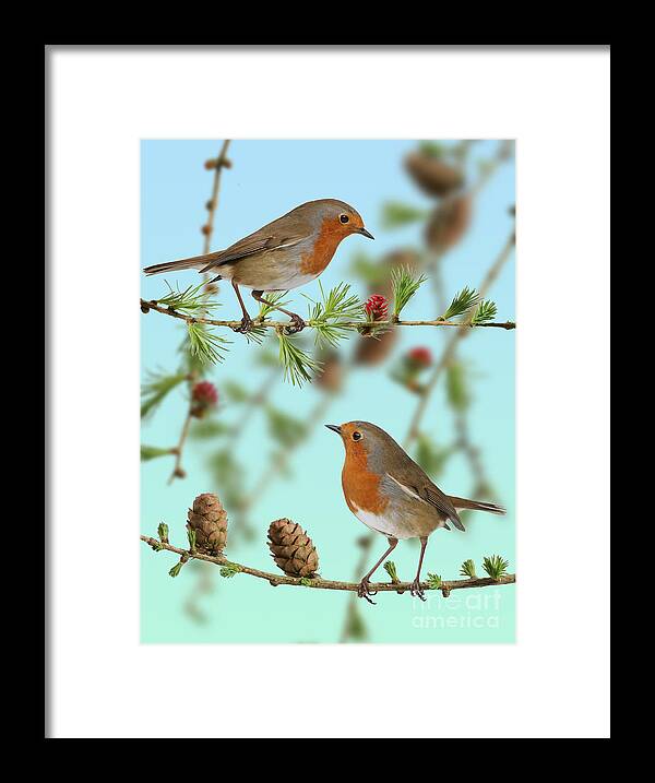 European Larch Framed Print featuring the photograph Robins on larch by Warren Photographic