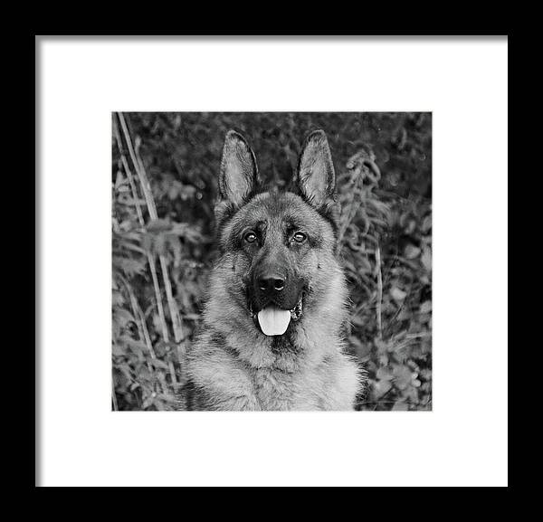 German Shepherd Framed Print featuring the photograph Rocco - BW by Sandy Keeton