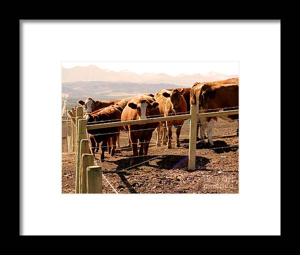 Al Bourassa Framed Print featuring the photograph Rockies Cattle Country by Al Bourassa