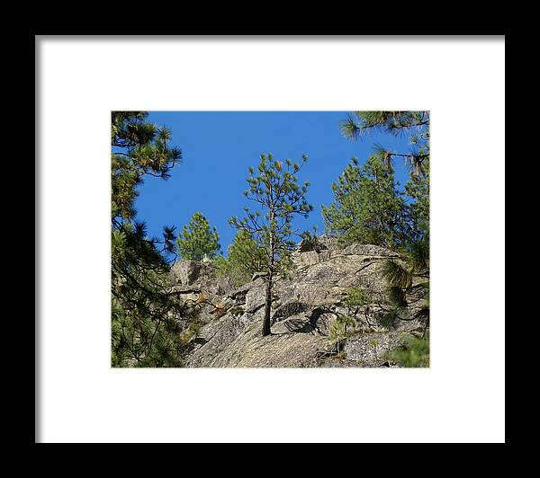 Nature Framed Print featuring the photograph Rockin' Tree by Ben Upham III