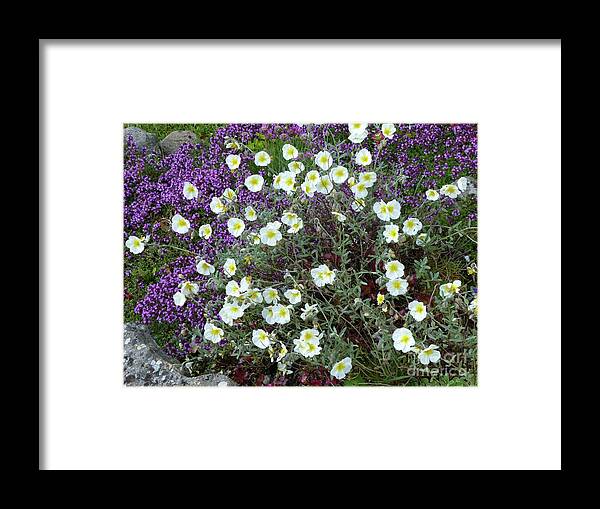 Rock Garden Framed Print featuring the photograph Rockrose and Thyme by Phil Banks