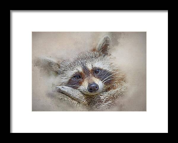 Procyon Lotor Framed Print featuring the photograph Rocky Raccoon by Brian Tarr