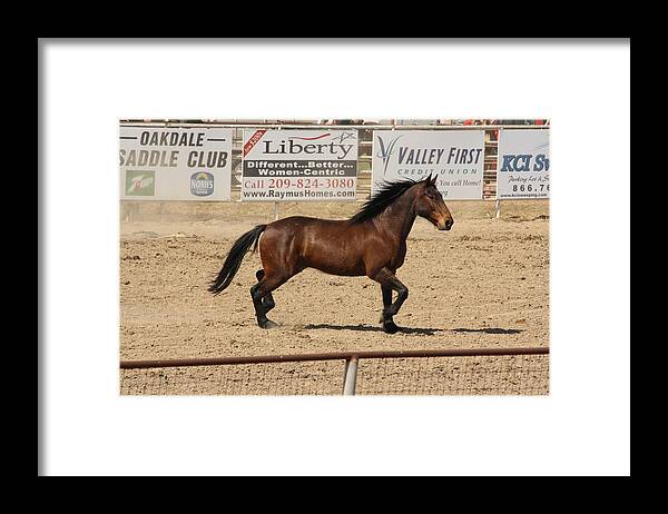 Horse Framed Print featuring the photograph Rodeo by Lea Cypert