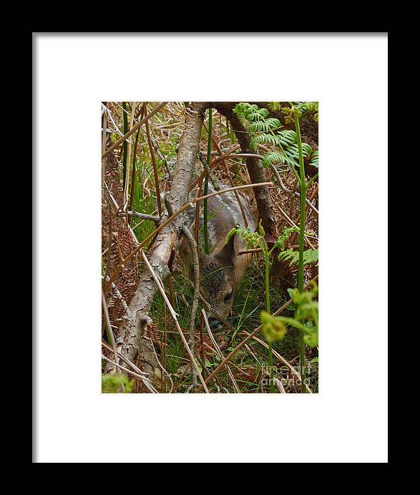Roe Framed Print featuring the photograph Roe Deer Fawn #2 by Phil Banks