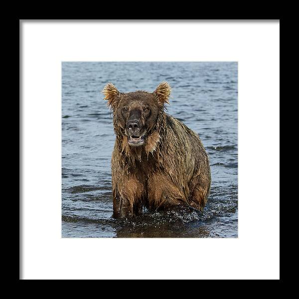 Alaska Framed Print featuring the photograph Rogue Bear by Cheryl Strahl
