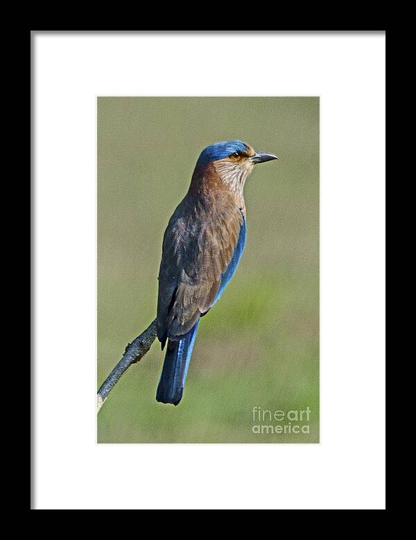 Roller Bird Framed Print featuring the photograph Roller looking around by Pravine Chester